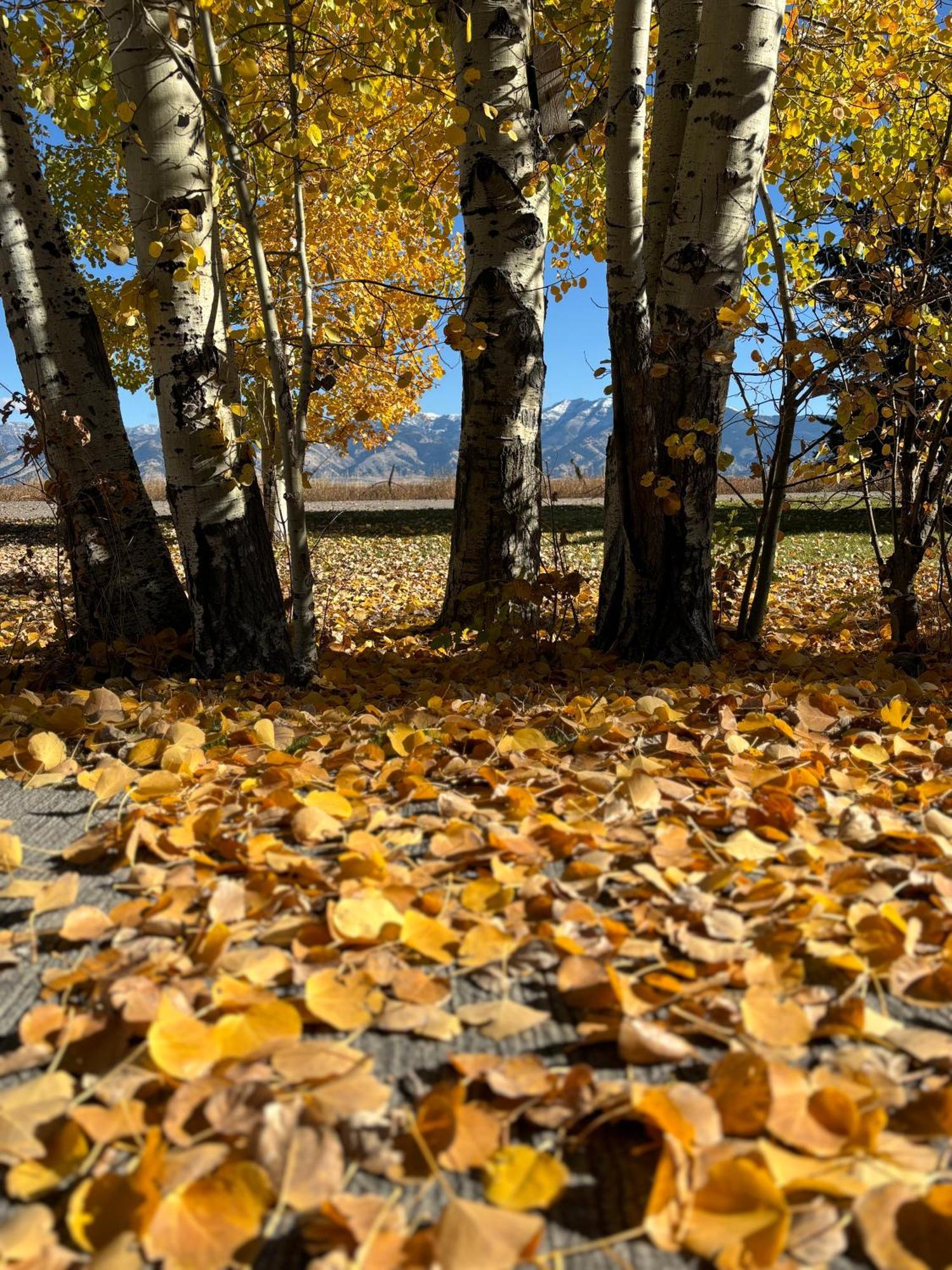 Fox Hollow Inn Bozeman Eksteriør billede